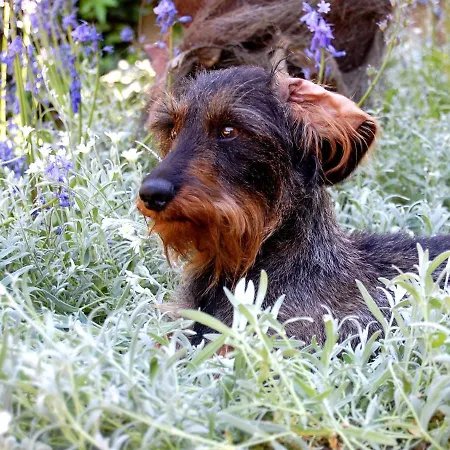 ベッド・アンド・ブレックファスト Madeleine ベルジュラック