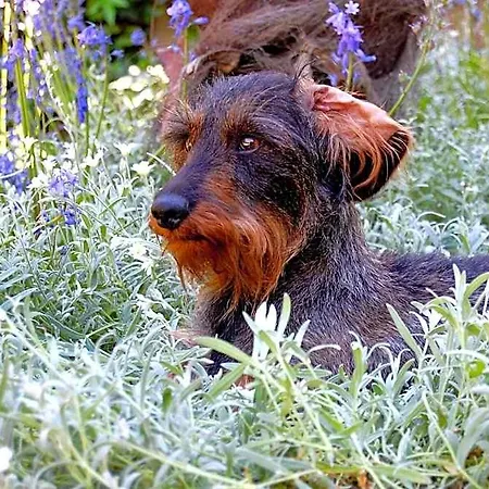 Madeleine Bergerac