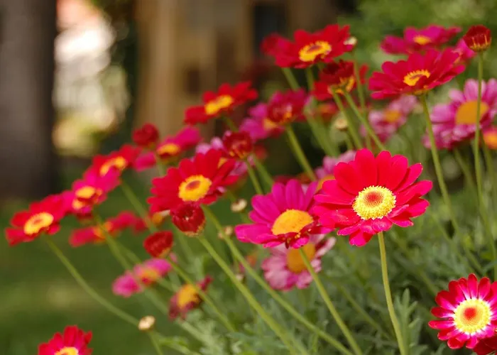 Madeleine Oda ve Kahvaltı Bergerac