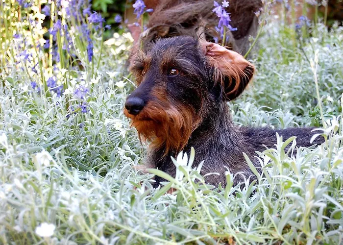 Frühstückspension Madeleine Bergerac