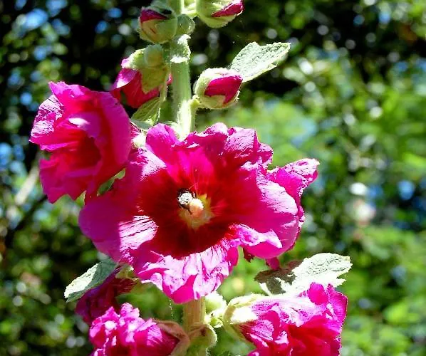 Oda ve Kahvaltı Madeleine 4*