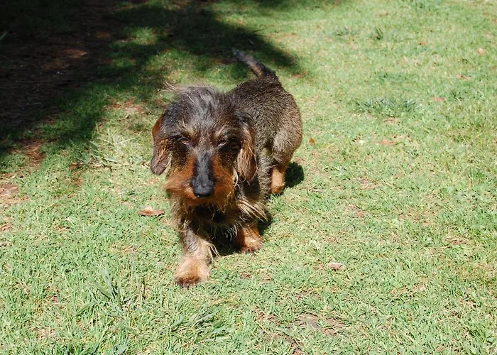 Oda ve Kahvaltı Madeleine